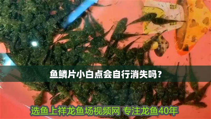 魚鱗片小白點會自行消失嗎？