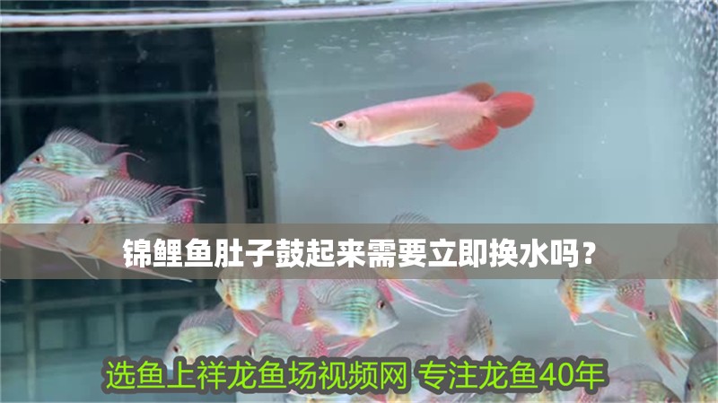 錦鯉魚肚子鼓起來需要立即換水嗎？ 錦鯉魚肚子鼓起來需要立即換水嗎？ 龍魚百科
