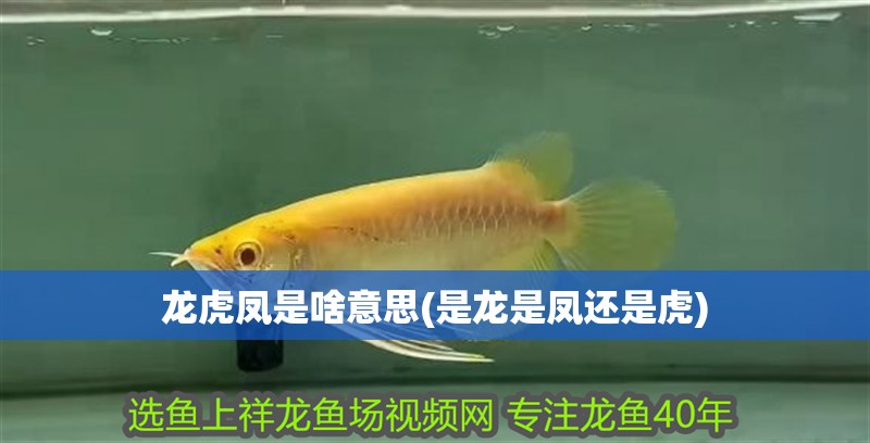 龍虎鳳是啥意思(是龍是鳳還是虎) 龍虎鳳是啥意思(是龍是鳳還是虎) 觀賞魚百科