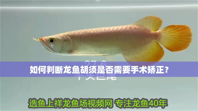 如何判斷龍魚胡須是否需要手術矯正？ 如何判斷龍魚胡須是否需要手術矯正？ 龍魚百科