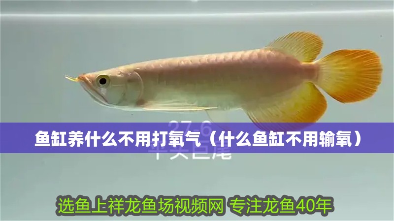 魚缸養什么不用打氧氣（什么魚缸不用輸氧）