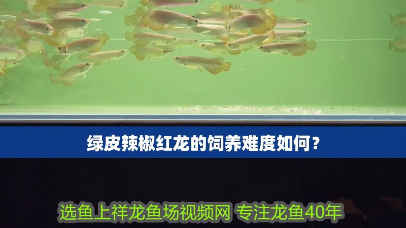 綠皮辣椒紅龍的飼養難度如何？