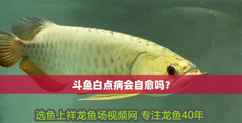 斗魚白點病會自愈嗎？