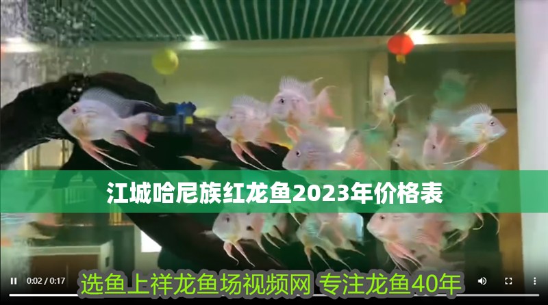 江城哈尼族紅龍魚2023年價格表