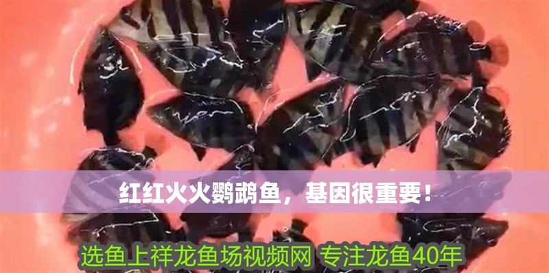 紅紅火火鸚鵡魚，基因很重要！