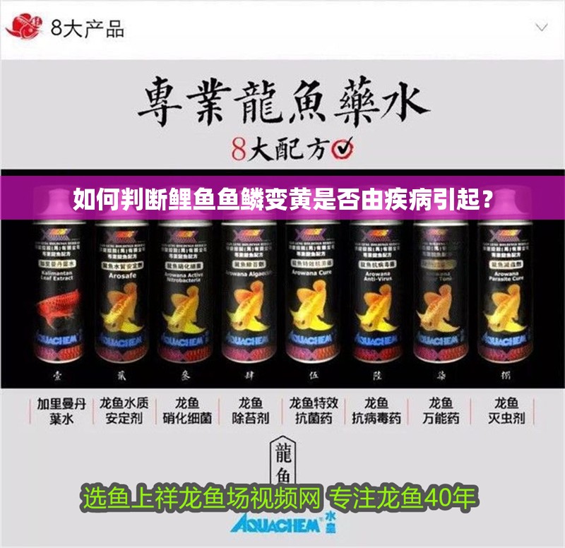 如何判斷鯉魚魚鱗變黃是否由疾病引起？