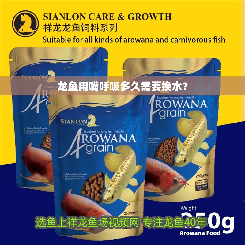 龍魚用嘴呼吸多久需要換水？