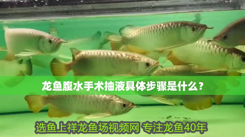 龍魚腹水手術(shù)抽液具體步驟是什么？