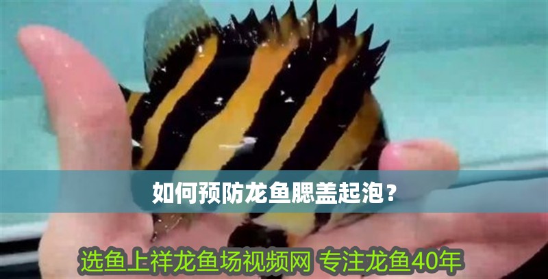 如何預(yù)防龍魚腮蓋起泡？