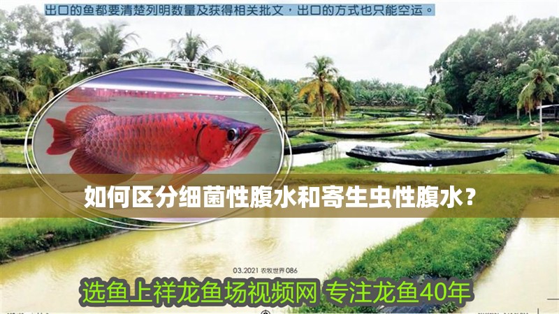 如何區分細菌性腹水和寄生蟲性腹水？