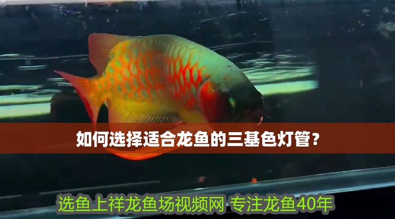 如何選擇適合龍魚的三基色燈管？