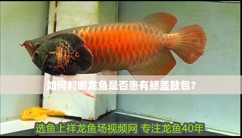 如何判斷龍魚是否患有鰓蓋鼓包？