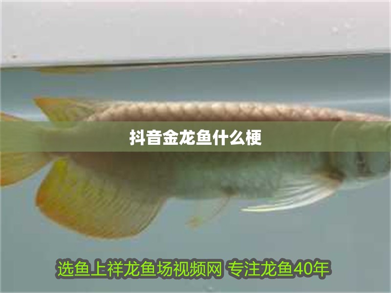 抖音金龍魚什么梗