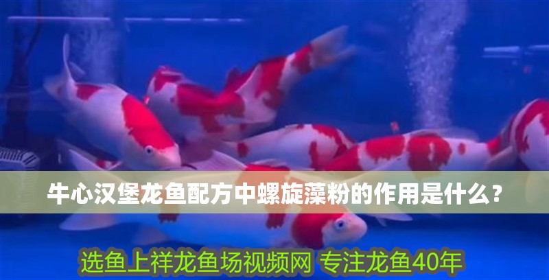 牛心漢堡龍魚配方中螺旋藻粉的作用是什么？