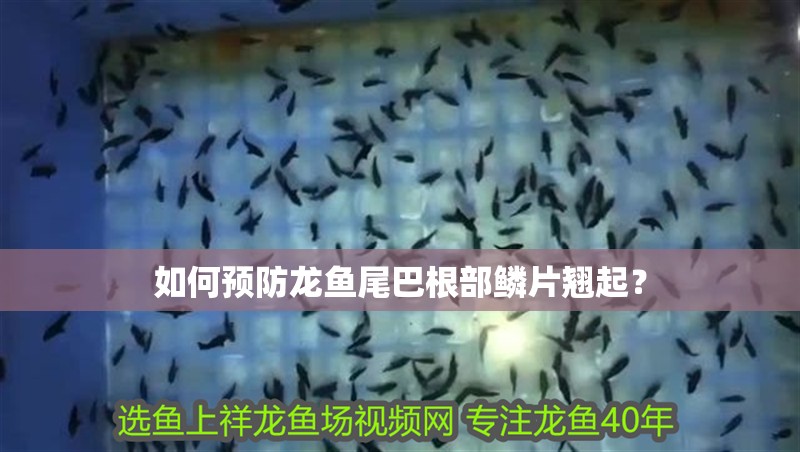 如何預(yù)防龍魚尾巴根部鱗片翹起？