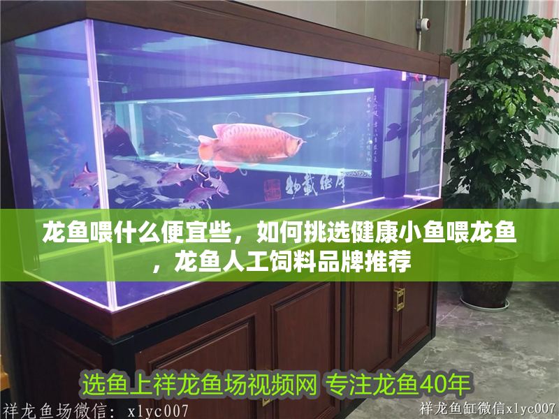 龍魚喂什么便宜些，如何挑選健康小魚喂龍魚，龍魚人工飼料品牌推薦
