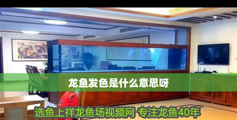 龍魚發色是什么意思呀