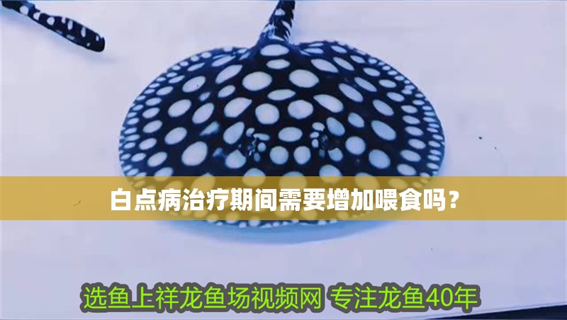 白點病治療期間需要增加喂食嗎？
