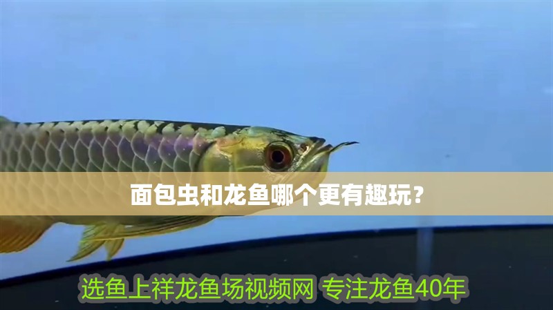 面包蟲和龍魚哪個更有趣玩？
