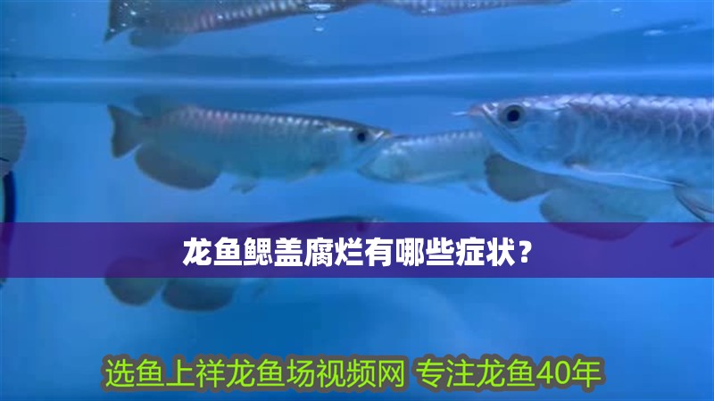 龍魚鰓蓋腐爛有哪些癥狀？ 龍魚鰓蓋腐爛有哪些癥狀？ 龍魚百科