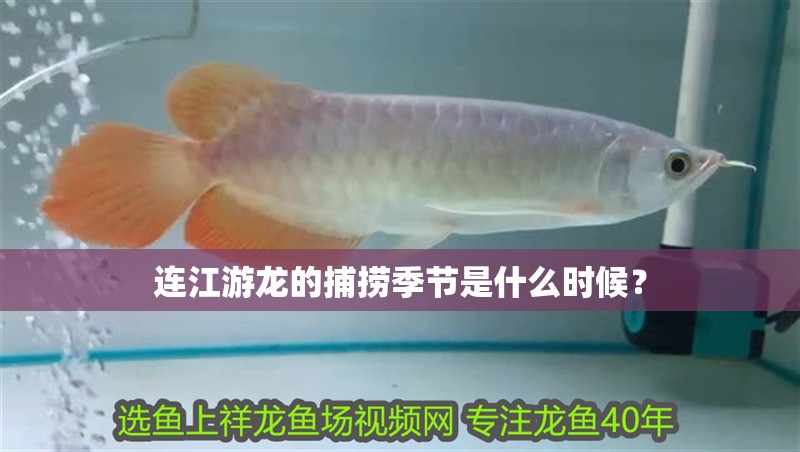 連江游龍的捕撈季節是什么時候？