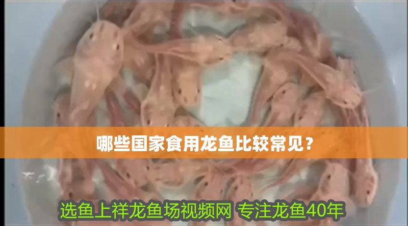 哪些國(guó)家食用龍魚比較常見？