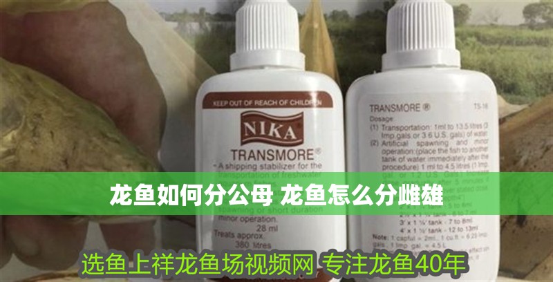 龍魚如何分公母 龍魚怎么分雌雄