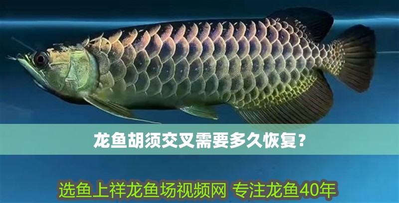 龍魚背上鱗片有白毛如何增強(qiáng)療效？