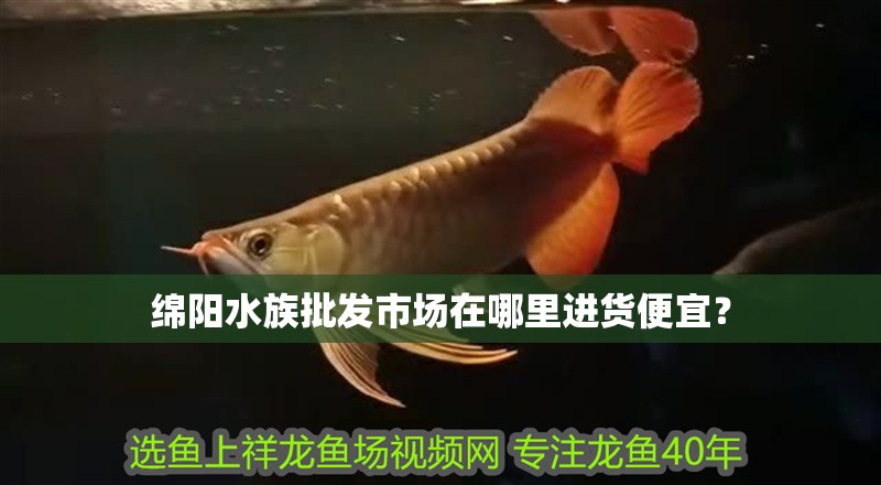 綿陽水族批發(fā)市場(chǎng)在哪里進(jìn)貨便宜？