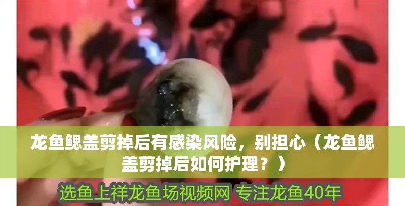 龍魚鰓蓋剪掉后有感染風險，別擔心（龍魚鰓蓋剪掉后如何護理？）