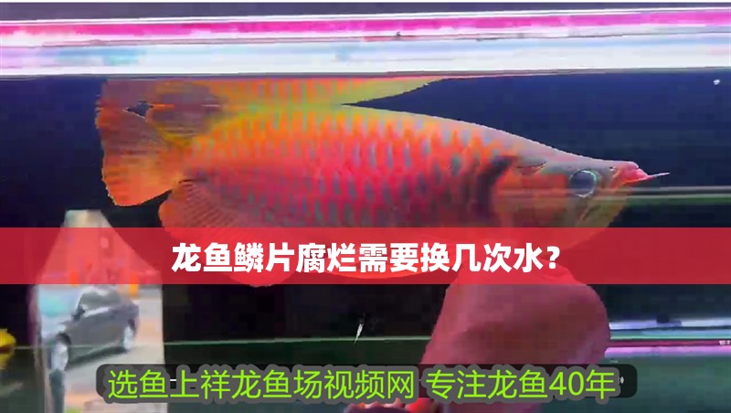 龍魚鱗片腐爛需要換幾次水？