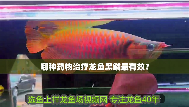 哪種藥物治療龍魚黑鱗最有效？