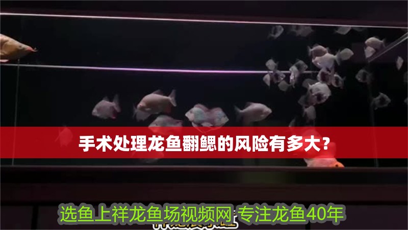 手術處理龍魚翻鰓的風險有多大？