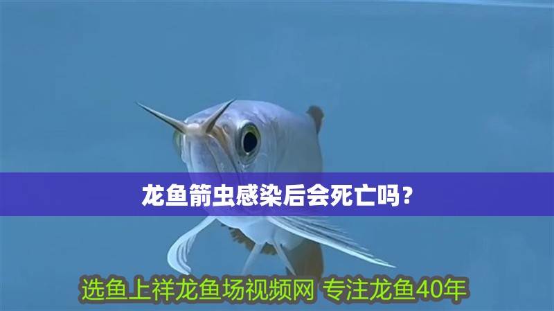 龍魚箭蟲感染后會死亡嗎？