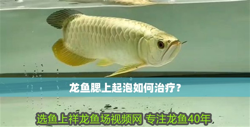 龍魚腮上起泡如何治療？