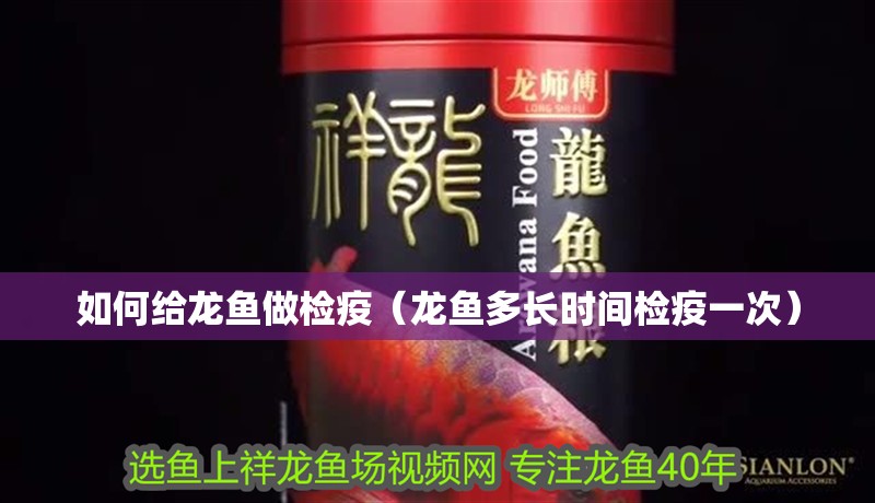 如何給龍魚做檢疫（龍魚多長時間檢疫一次） 如何給龍魚做檢疫（龍魚多長時間檢疫一次） 觀賞魚百科