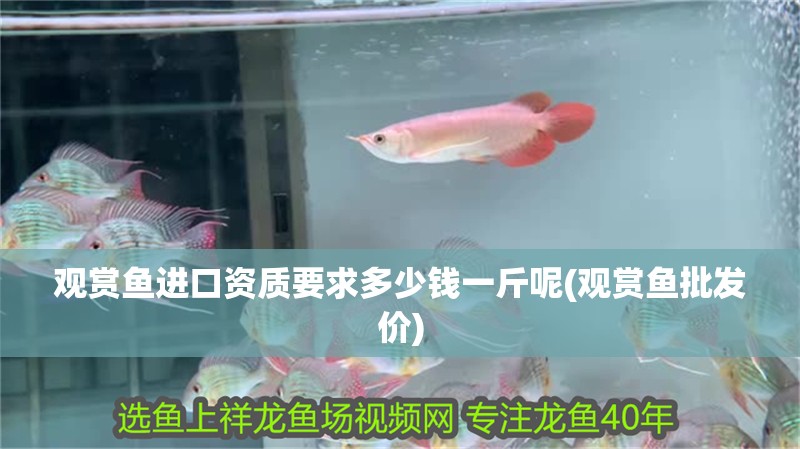 觀賞魚(yú)進(jìn)口資質(zhì)要求多少錢一斤呢(觀賞魚(yú)批發(fā)價(jià))