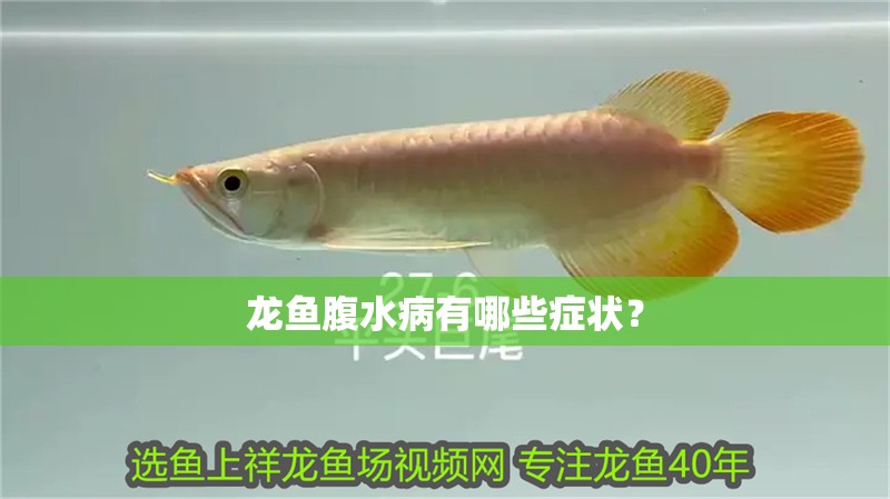 龍魚腹水病有哪些癥狀？ 龍魚腹水病有哪些癥狀？ 龍魚百科