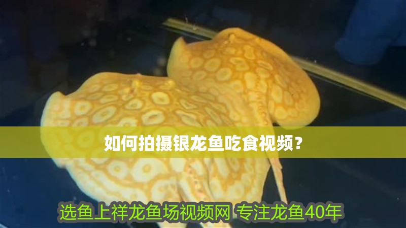 如何拍攝銀龍魚吃食視頻？