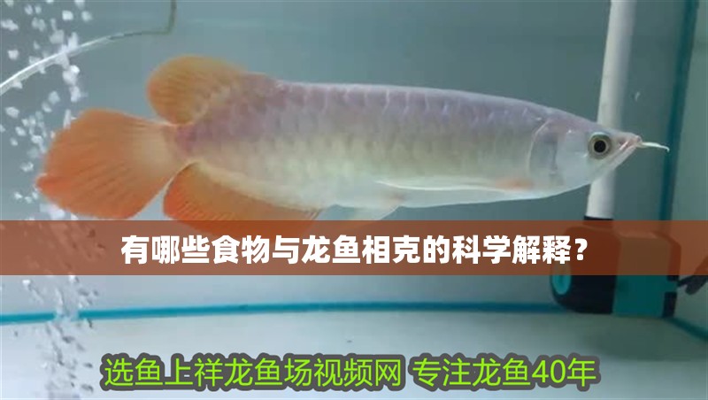 有哪些食物與龍魚(yú)相克的科學(xué)解釋？