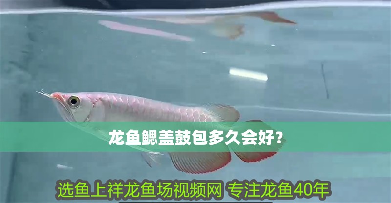 龍魚鰓蓋鼓包多久會(huì)好？