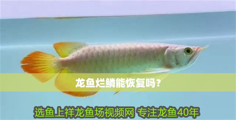 龍魚爛鱗能恢復嗎？