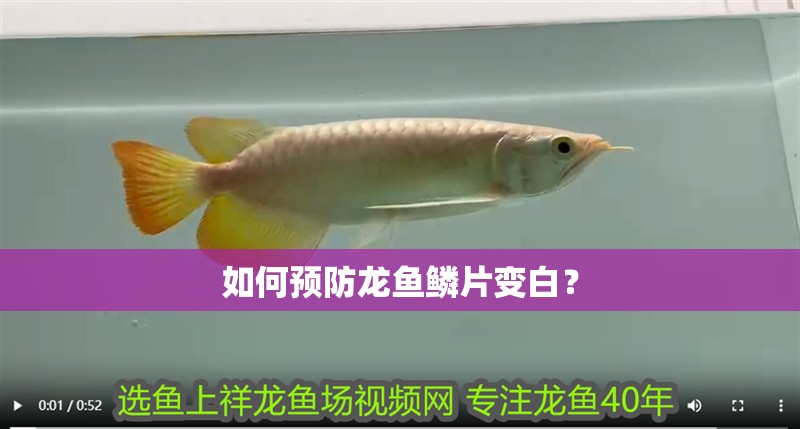 如何預防龍魚鱗片變白？