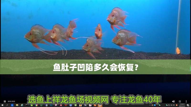 魚肚子凹陷多久會恢復？