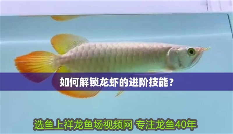 如何解鎖龍蝦的進階技能？ 如何解鎖龍蝦的進階技能？ 龍魚百科