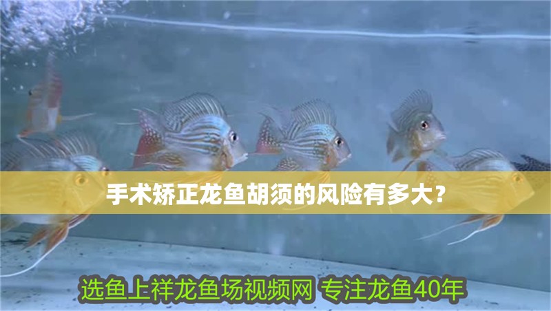 手術矯正龍魚胡須的風險有多大？
