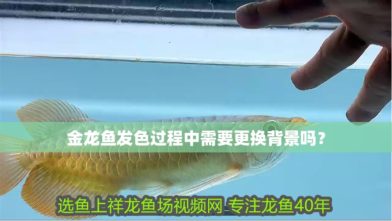金龍魚發色過程中需要更換背景嗎？