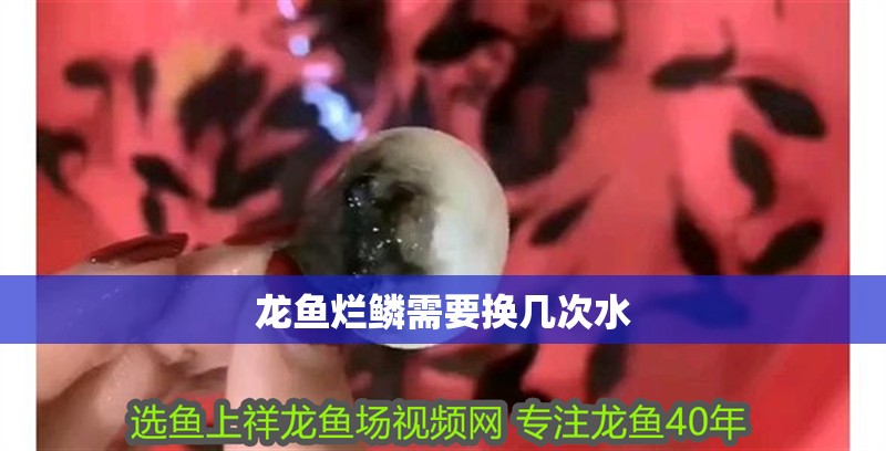 龍魚爛鱗需要換幾次水