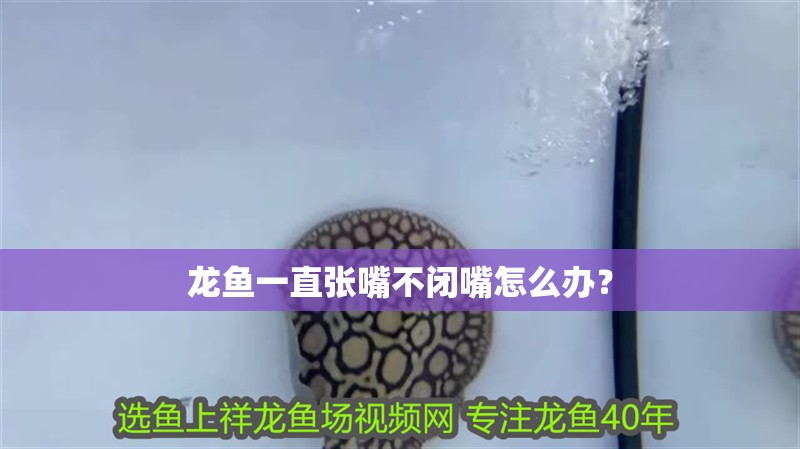 龍魚一直張嘴不閉嘴怎么辦？