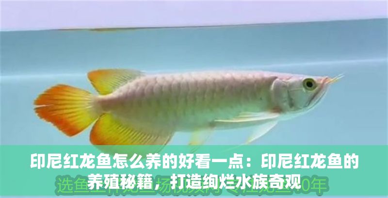 印尼紅龍魚怎么養的好看一點：印尼紅龍魚的養殖秘籍，打造絢爛水族奇觀